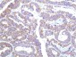 STAT1 (9G8) Mouse mAb ABZ4087