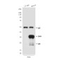 SMN/Gemin 1 (2F1) Mouse mAb ABZ4089