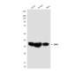 SMN/Gemin 1 (2F1) Mouse mAb ABZ4089