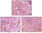 Dynamin 1 (5B9) Mouse mAb ABZ4091