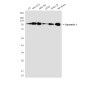 Dynamin 1 (5B9) Mouse mAb ABZ4091