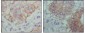 Ephrin Receptor B1 (9B4) Mouse mAb ABZ4092