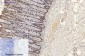 Cytokeratin 8 (10A5) Mouse mAb ABZ4096
