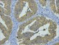 Cytokeratin 8 (10A5) Mouse mAb ABZ4096