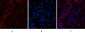 Cytokeratin 6 (1A5) Mouse mAb ABZ4097
