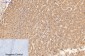 alpha Lactalbumin (10B3) Mouse mAb ABZ4098