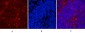Hsp90 beta (6A7) Mouse mAb ABZ4100
