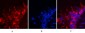 Hsp90 beta (6A7) Mouse mAb ABZ4100