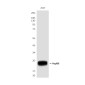 HspB8 (1D7) Mouse mAb ABZ4104