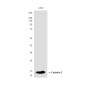 Cystatin C (3C8) Mouse mAb ABZ4105
