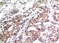 Ubiquitin (1B8) Mouse mAb ABZ4106
