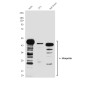 Ubiquitin (1B8) Mouse mAb ABZ4106