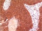 gamma Tubulin (6A10) Mouse mAb ABZ4108
