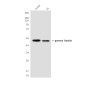 gamma Tubulin (6A10) Mouse mAb ABZ4108