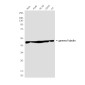 gamma Tubulin (6A10) Mouse mAb ABZ4108