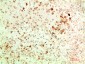 APG5L/ATG5 (3C10) Mouse mAb ABZ4110