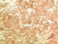 APG5L/ATG5 (3C10) Mouse mAb ABZ4110