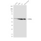 APG5L/ATG5 (3C10) Mouse mAb ABZ4110