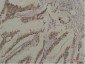 Hsc70 (4C2) Mouse mAb ABZ4111