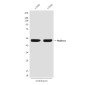 Rubisco (1E3) Mouse mAb ABZ4113