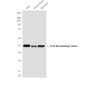 TATA binding protein TBP Mouse mAb ABZ4114