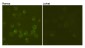 CD19 (3G7) Mouse mAb ABZ4142