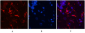GFAP (9A2) Mouse mAb ABZ4143