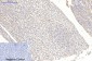 MAP2  Mouse mAb ABZ4145