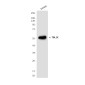 TBL1X (4H2) Mouse mAb ABZ4146