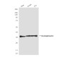 Nucleophosmin Mouse mAb ABZ4147