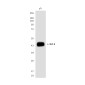Oct-4 (3F5) Mouse mAb ABZ4149