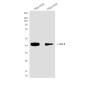 Oct-4 (3F5) Mouse mAb ABZ4149