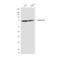 Hsp70 1A(2D4) Mouse mAb ABZ4152
