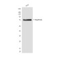 Hsp70 1A(2A11) Mouse mAb ABZ4153