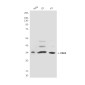 CDK4 Mouse mAb ABZ4156