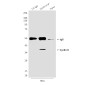 Cyclin H (4E11) Mouse mAb ABZ4157
