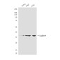 Cyclin H (4E11) Mouse mAb ABZ4157