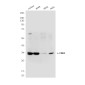 CDK1 (3B9) Mouse mAb ABZ4158