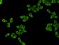 EEF2/Elongation factor 2 (4B3) Mouse mAb ABZ4159