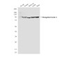 EEF2/Elongation factor 2 (4B3) Mouse mAb ABZ4159