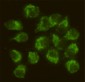 FYN (4B8) Mouse mAb ABZ4161