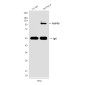 NUP98 (3B8) Mouse mAb ABZ4165