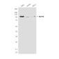 NUP98 (3B8) Mouse mAb ABZ4165