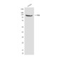 FYB (2H9) Mouse mAb ABZ4166