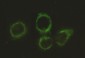 Pyruvate Dehydrogenase E2 (4A4) Mouse mAb ABZ4169