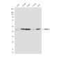HDAC3 (3G3) Mouse mAb ABZ4172