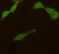 UCH-L1/PGP9.5 (7B8) Mouse mAb ABZ4175