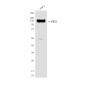 CD31 (2D3) Mouse mAb ABZ4181