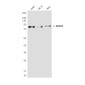 SMYD4 (7C8) Mouse mAb ABZ4182