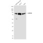 SMYD4 (7C8) Mouse mAb ABZ4182